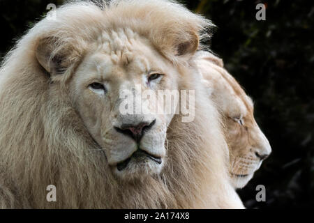 Maschio e femmina leucistic white lion (Panthera leo krugeri) rare morph con una condizione genetica chiamato leucism causato da un doppio allele recessivo Foto Stock