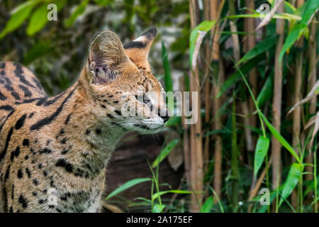 Serval (Leptailurus serval / Felis serval) gatto selvatico / nativa felina in Africa nel bosco Foto Stock