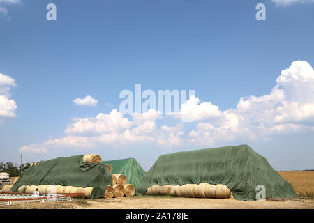 Essiccato haystacks rasata in campo contro il cielo blu e chiaro su soleggiate giornate estive in ambito rurale fattoria degli animali . Cibo per i cavalli e gli animali della fattoria. Foto Stock