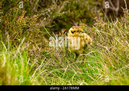 Red Grouse pulcino (nome scientifico: Lagopus lagopus) nella brughiera naturale habitat con erica e graminacee. Appena tratteggiata. Paesaggio. Spazio per la copia. Foto Stock