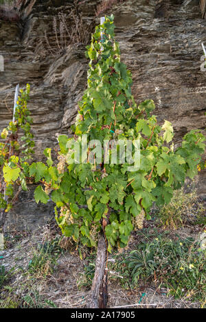 Vite con maturi uve Riesling in un vigneto vicino Brauneberg sulla Mosella Foto Stock