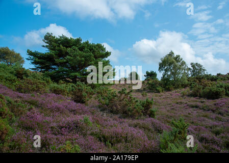 Terra di Heath coperta in erica con gradini che conducono su una collina. Collina coperta in erica in Arne Dorset. Foto Stock