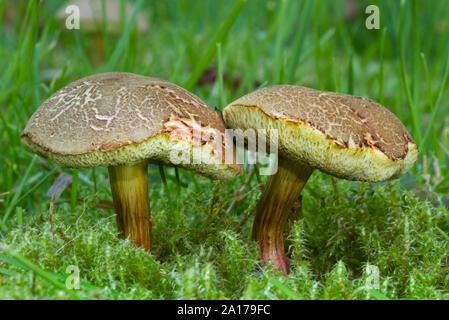 Due rossi boletes cracking, piccoli funghi commestibili, crescendo in erba e muschio Foto Stock