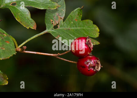 Mature di bacche rosse o pomes di biancospino, Crataegus monogyna Foto Stock