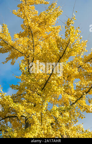 Ginkgo biloba tree in giallo fogliame di autunno contro il cielo blu Foto Stock