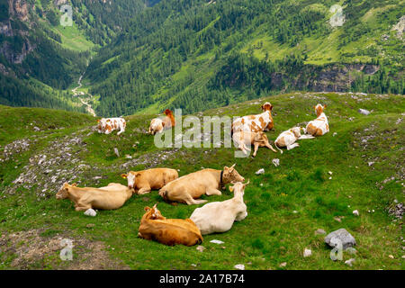 Gruppo di vacche sono in appoggio su un pascolo verde su uno sfondo di montagne, Alpi austriache, Grossglockner Strada alpina Foto Stock