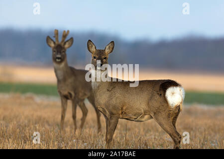 Capriolo giovane sul campo Foto Stock