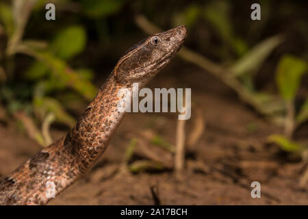 : La malese Rattlesnakes (Calloselasma rhodostoma) da Prachuap Khiri Khan Provincia, Thailandia. Foto Stock