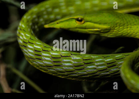 A becco lungo (Whipsnake Ahaetulla nasuta) da Prachuap Khiri Khan Provincia, Thailandia. Foto Stock