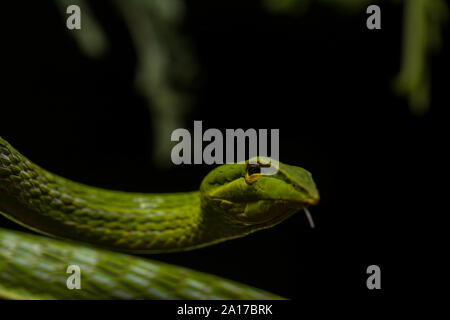 A becco lungo (Whipsnake Ahaetulla nasuta) da Prachuap Khiri Khan Provincia, Thailandia. Foto Stock