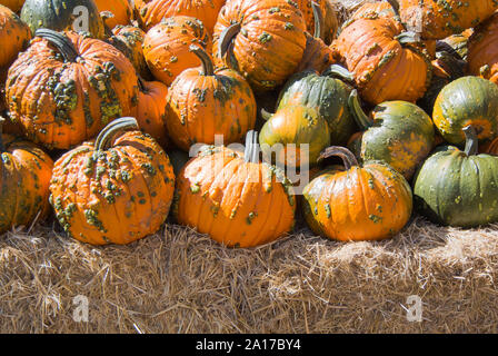 Knucklehead zucche sul display in Zucca Patch Foto Stock