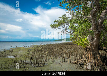 Mangrovie sulla costa vicino al generale Santos a Mindanao nelle Filippine Foto Stock