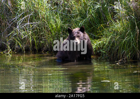 Black Bear Famiglia, madre e due cuccioli di godere della fresca acqua del South Platte River nel Canyon di Waterton come foraggio per frutti di bosco lungo il tappeto Foto Stock