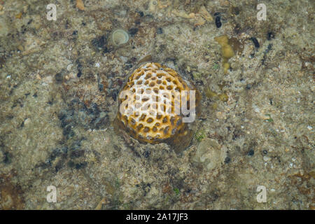 Stella fragile e stelle del mare nella barriera corallina di Mindanao nelle Filippine Foto Stock