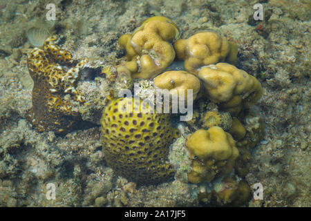 Stella fragile e stelle del mare nella barriera corallina di Mindanao nelle Filippine Foto Stock