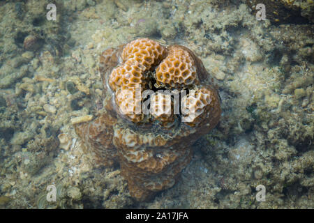 Stella fragile e stelle del mare nella barriera corallina di Mindanao nelle Filippine Foto Stock