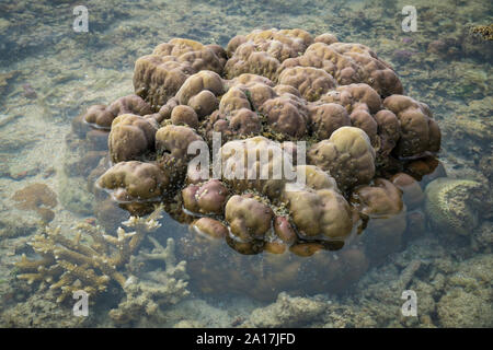 Stella fragile e stelle del mare nella barriera corallina di Mindanao nelle Filippine Foto Stock