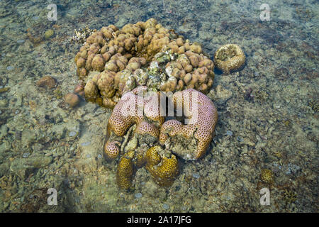 Stella fragile e stelle del mare nella barriera corallina di Mindanao nelle Filippine Foto Stock