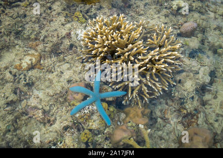 Stella fragile e stelle del mare nella barriera corallina di Mindanao nelle Filippine Foto Stock