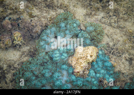 Stella fragile e stelle del mare nella barriera corallina di Mindanao nelle Filippine Foto Stock