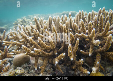 Stella fragile e stelle del mare nella barriera corallina di Mindanao nelle Filippine Foto Stock