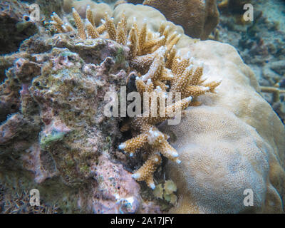 Stella fragile e stelle del mare nella barriera corallina di Mindanao nelle Filippine Foto Stock