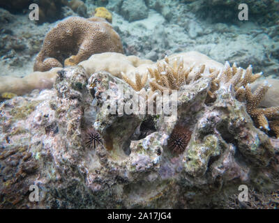 Stella fragile e stelle del mare nella barriera corallina di Mindanao nelle Filippine Foto Stock