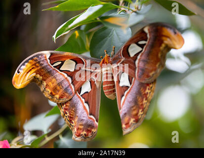 Sparviero, Accipiter, unico splendido rapace appollaiato su un ramo Foto Stock