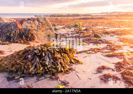 Le alghe durante il tramonto. LaTrinité-sur-Mer, Francia. Foto Stock