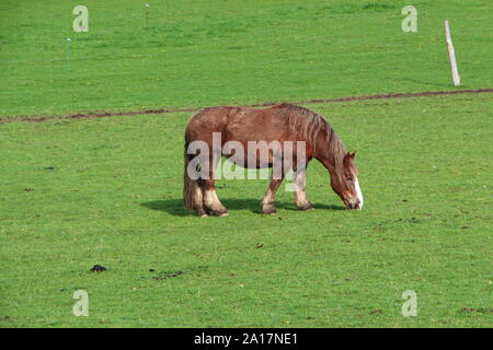 Caratteristica di castagno Breton cavallo al pascolo in un campo in Bretagna Foto Stock