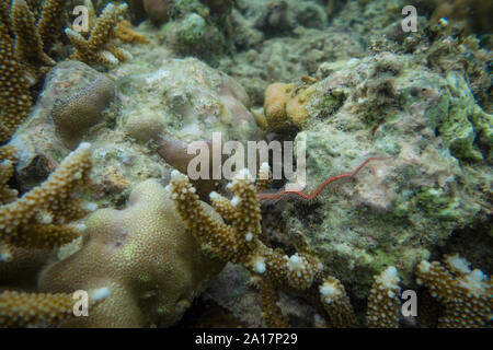 Stella fragile e stelle del mare nella barriera corallina di Mindanao nelle Filippine Foto Stock