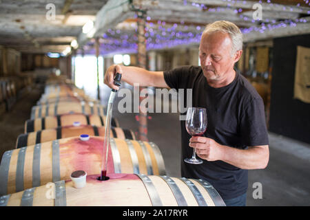 Gli estratti di sommelier vino da una botte di rovere utilizzando una pipetta Foto Stock