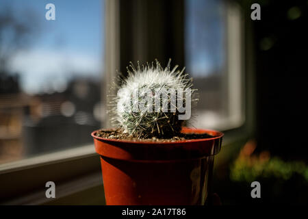 Un piccolo, vasi di cactus si siede in una finestra piena di sole Foto Stock