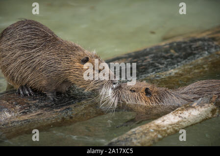 Due graziosi nutria cadere in amore e baciare Foto Stock