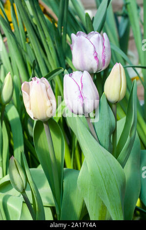 Gruppo di tulipa Shirley un tulipano bianco con bordi di colore viola. A forma di ciotola tulip appartenenti al trionfo tulip divisione del gruppo 3 Foto Stock