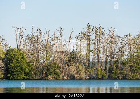 Isola di Werl con grande colonia di cormorani (Phalacrocorax carbo), a Bad Saarow, Lago Scharmutzelsee, Brandeburgo, Germania Foto Stock