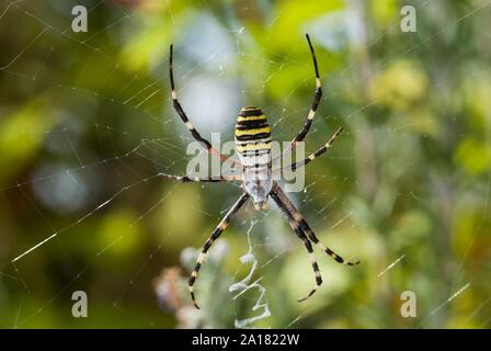 Wasp spider (Argiope bruennichi) nella ragnatela, Francia Foto Stock
