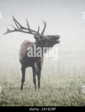 Bull Elk Bugling Foto Stock