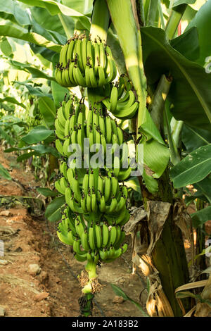 Giovani organico banane verdi su un mazzetto su un albero. Cluster di banane acerbe su un albero Foto Stock