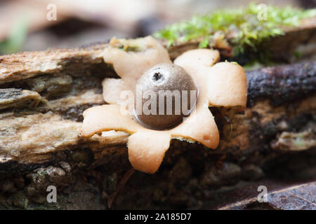 Stella della Terra funghi (Geastrum sp.). Giugno 2019. La baia di vacca. Parco Nazionale Daintree. Queensland. Australia. Foto Stock