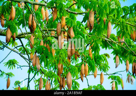 Ebano fibre - Bali - Indonesia Foto Stock