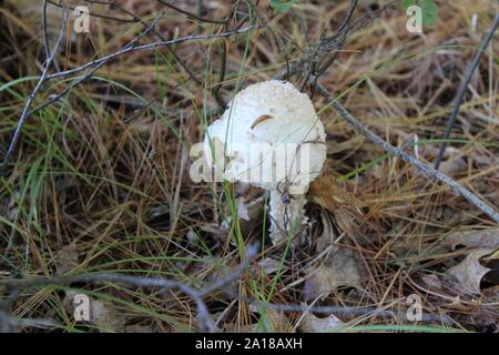 Un minuscolo Slug si insinua lungo sulla parte superiore di un Toadstool nei boschi Foto Stock