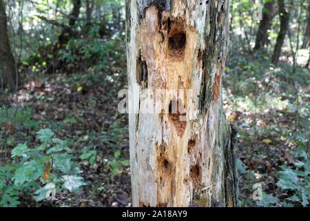 Un vecchio marciume albero pieno di buchi da picchi Foto Stock