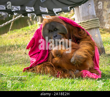 Baby Orango Tango gioca con il suo padre drappeggiati in un blanket di magenta, scherzosamente tirando le sue guance, Foto Stock