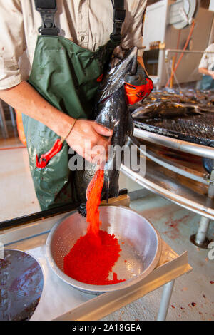 Noi pesci e fauna selvatica servizio dipendente che lavora con salmone a Spring Creek National Fish Hatchery Foto Stock