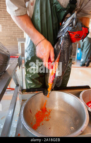 Noi pesci e fauna selvatica servizio dipendente che lavora con salmone a Spring Creek National Fish Hatchery Foto Stock