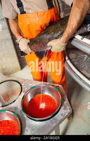 Noi pesci e fauna selvatica servizio dipendente che lavora con salmone a Spring Creek National Fish Hatchery Foto Stock