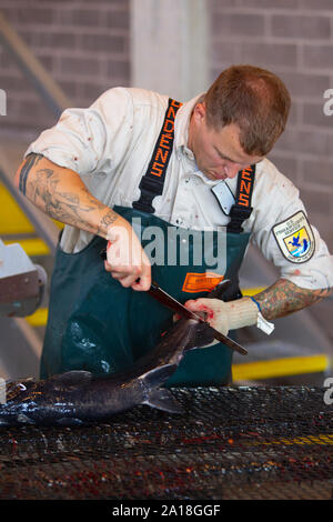 Noi pesci e fauna selvatica servizio dipendente che lavora con salmone a Spring Creek National Fish Hatchery Foto Stock