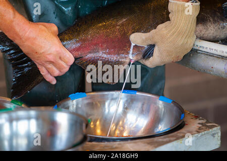 Noi pesci e fauna selvatica servizio dipendente che lavora con salmone a Spring Creek National Fish Hatchery Foto Stock
