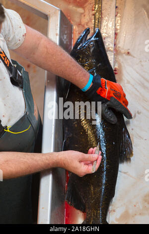 Noi pesci e fauna selvatica servizio dipendente che lavora con salmone a Spring Creek National Fish Hatchery Foto Stock